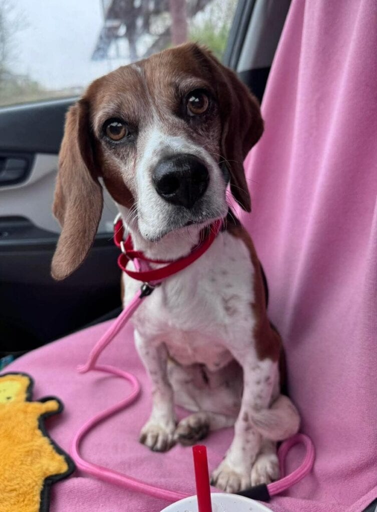Honey from Beagle and Basset Rescue