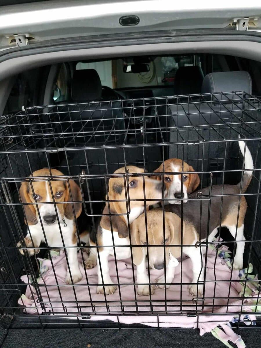 Featured image for “Best Cars for Dogs? Start With a Minivan”