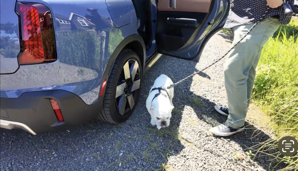 Kennedy, the dog on a 48 Hour Test Dr. from MINI of Portland