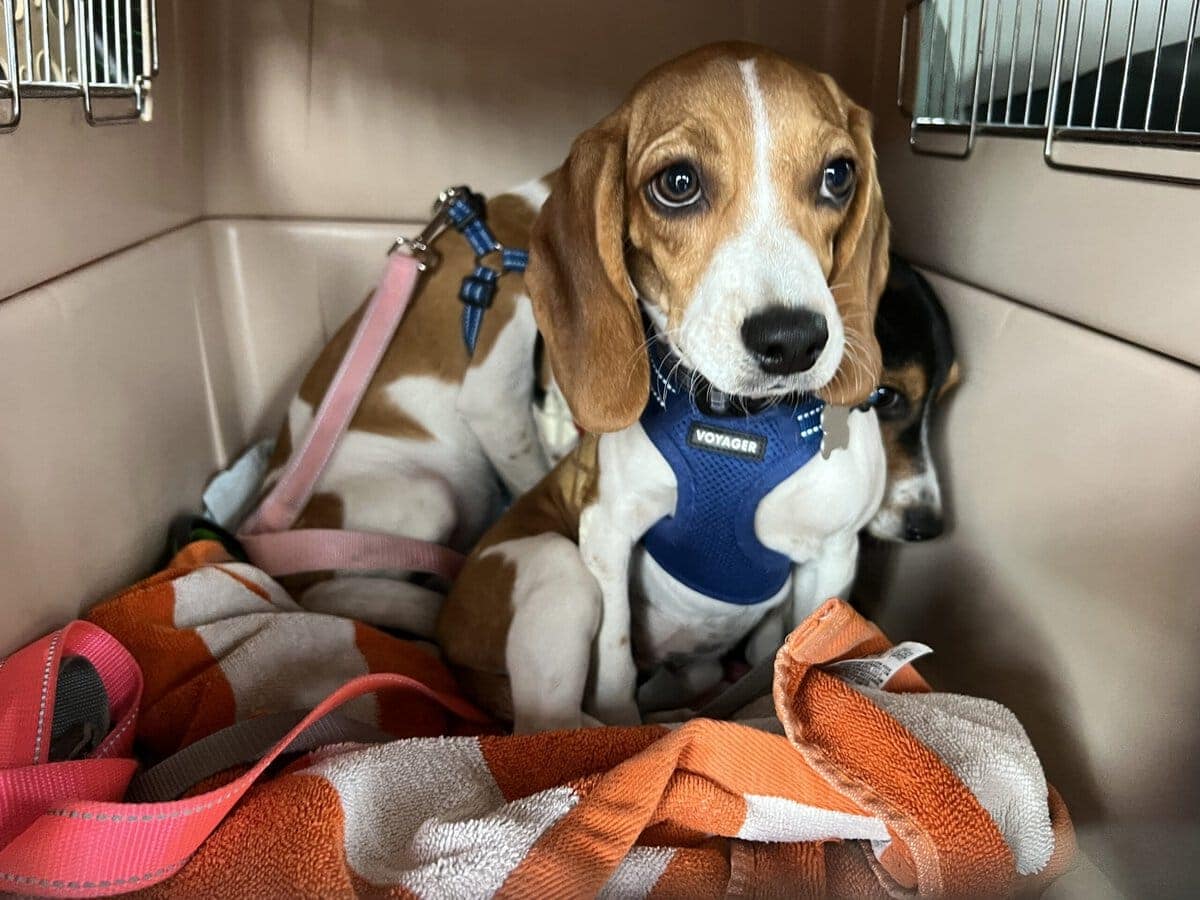 Featured image for “Operation Frodo EV Makes People Cry And Adopt Dogs”