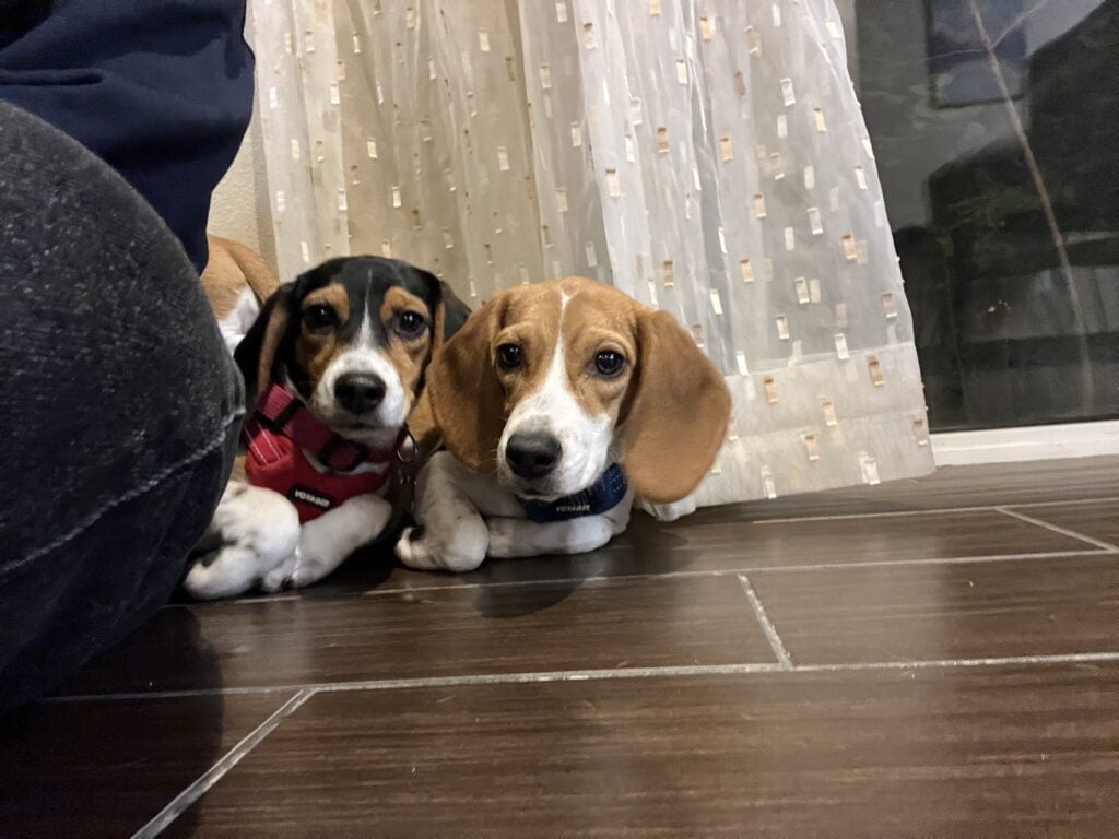 Beagles in a Hotel lobby on Operation Frodo