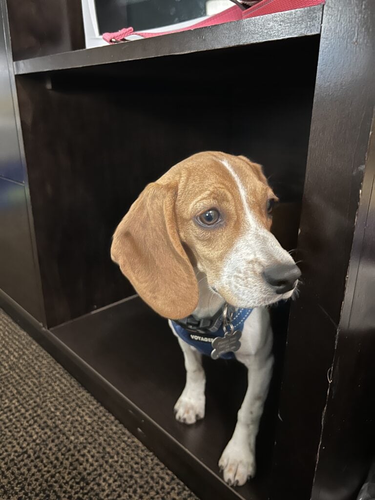 Beagle being rescued by Operation Frodo