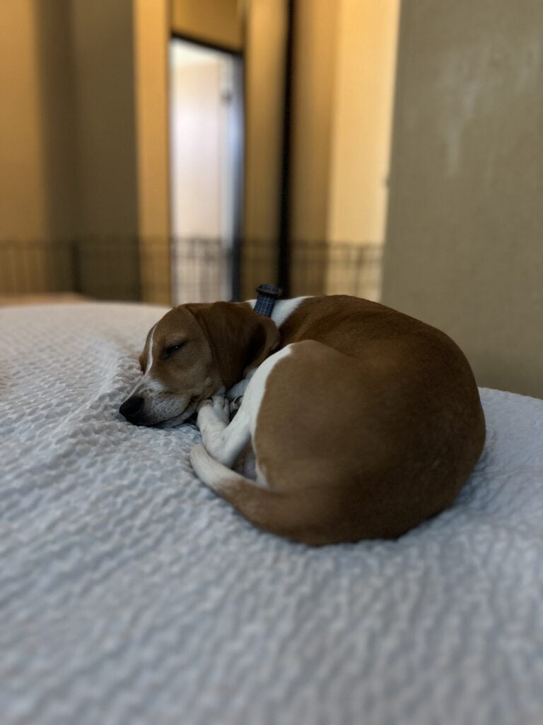 After a long days driving a Beagle sleeps on a hotel bed on Operation Frodo