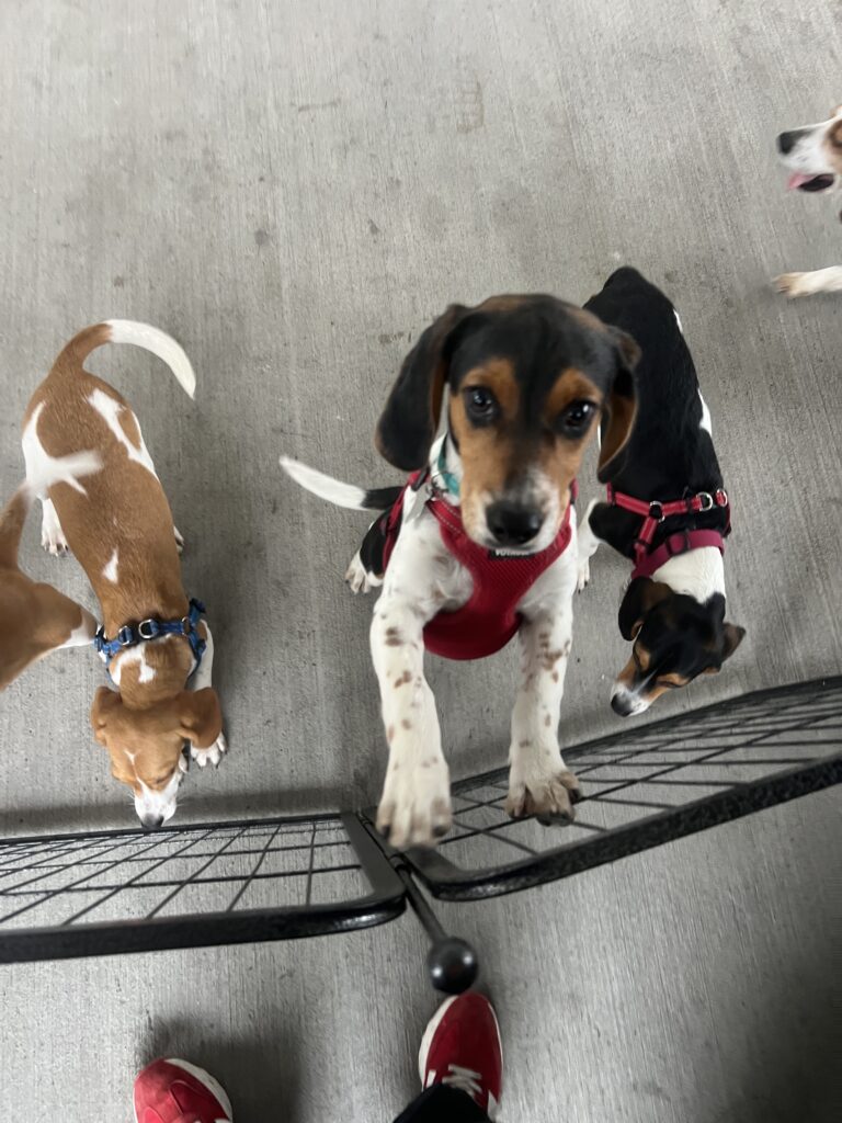 Beagles arriving at Beaverton KIA on Operation Frodo