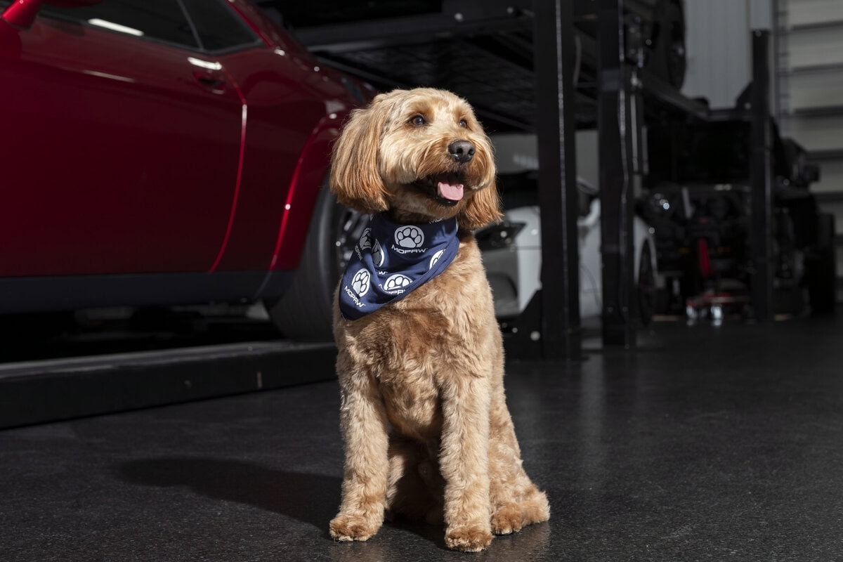 Featured image for “Mopaw by Mopar: New Pet Gear for Happy Dog Road Trips”