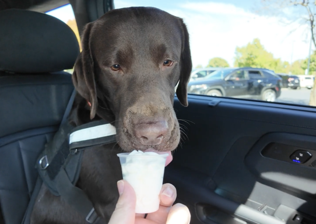 Ben getting his pup cup in the back of the 2026 Kia Telluride